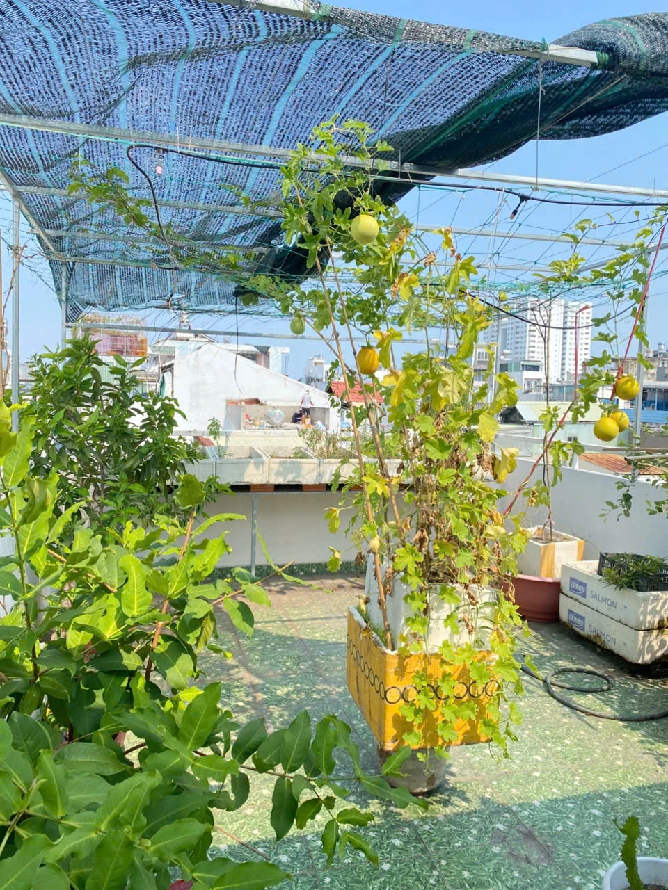 NHÀ MỚI 2 LẦU HẺM Nguyễn Quang Diệu – 4x16m – — ảnh 5