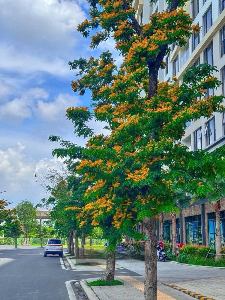 Cho thuê căn shophouse duplex Vinhomes Grand Park, 2 tầng, full nội thất, sân vườn — ảnh 3
