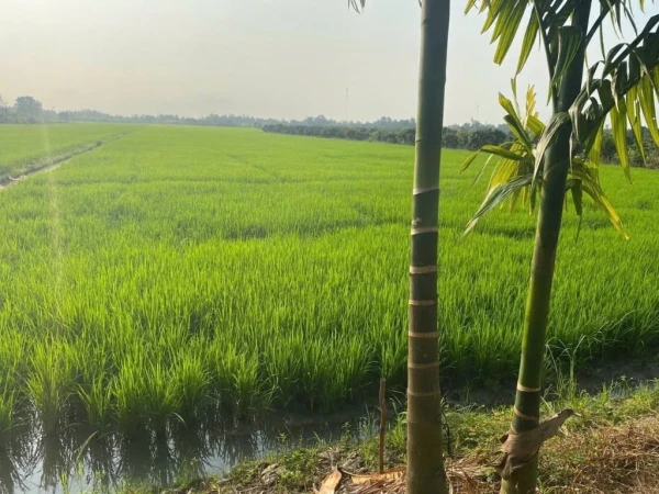 Bán đất Trường Long A, Hậu Giang, diện tích 13.000m² chính chủ giá 3,8 tỷ